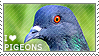 Pigeons